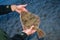 European flounder or Platichthys flesus, flatfish in the hands of a fisherman