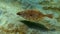 European flounder Platichthys flesus luscus floats in the water column. Black Sea. Ukraine.