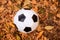 European football ball laying on fallen brown leaves in autumn day. Sports and active leisure during fall season concept