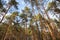 European forest landscape, wild pine trees