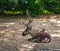 European Forest Reindeer