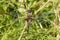 European Four-spotted Chaser dragonfly, Libellula quadrimaculata sitting in green surroundings