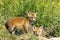 European fox cubs outside the burrow