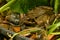 European Frog, Rana temporaria, real poser in my garden pond in the marsh marigolds