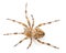 European garden spider, Araneus diadematus