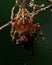 The European garden spider, Araneus diadematus