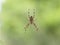 European garden spider, Araneus diadematus