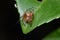 European garden spider Araneus diadematus sitting on a leaf