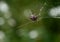 European garden spider on cobweb with trapped flies