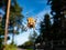 European garden spider, cross orb-weaver hanging in the web in air with forest and blue sky background