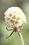European garden spider at a flower globe