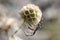 European garden spider at a flower globe