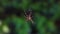 European garden spider on orb web over green