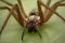 European giant house spider Eratigena former Tegenaria atrica. Close up.