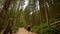 A european girl hike on a rocky trails for trek with bag pack in the middle of a forest with tall trees in the mountains