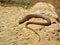 European glass lizard , Pseudopus apodus