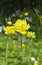 European globe flower (Trollius europaeus)