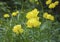 European globe flower (Trollius europaeus)