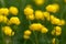 European globeflower