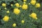 European globeflower Trollius europaeus