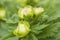 European globeflower Trollius europaeus close up