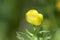 European globeflower Trollius europaeus close up