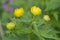 European globeflower Trollius europaeus close up