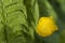 European globeflower Trollius europaeus close up