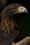 European Golden Eagle