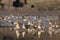 European Golden Plover