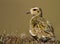 European Golden plover (Pluvialis apricaria)