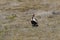 European golden plover (Pluvialis apricaria),  Iceland