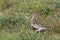 European golden plover (Pluvialis apricaria),  Iceland