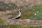 European golden plover (Pluvialis apricaria),  Iceland