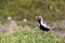 European golden plover (Pluvialis apricaria),  Iceland