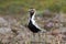 European golden plover (Pluvialis apricaria),  Iceland