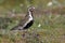 European golden plover (Pluvialis apricaria),  Iceland