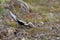 European golden plover (Pluvialis apricaria),  Iceland