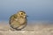 An European golden plover Pluvialis apricaria resting in the morning sun on the Island Heligoland- With golden coloured feathers