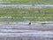 European golden plover, Pluvialis apricaria, on wetland at low tide of Waddensea, Netherlands