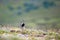 European golden plover in the tundra of Yamal peninsula