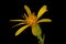 European Goldenrod (Solidago virgaurea). Flowering Capitulum Closeup
