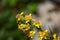 European goldenrod (Solidago virgaurea ssp.minuta)
