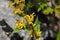 European goldenrod (Solidago virgaurea ssp.minuta)