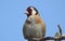 The European goldfinch