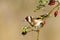 European Goldfinch