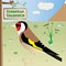 European Goldfinch