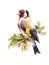 European Goldfinch Bird on the branch with leaves Watercolor Fall Illustration Hand Painted