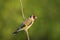 European goldfinch bird, Carduelis carduelis, perched eating seeds during Springtime season