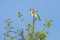 European goldfinch bird, Carduelis carduelis, perched eating seeds during Springtime season